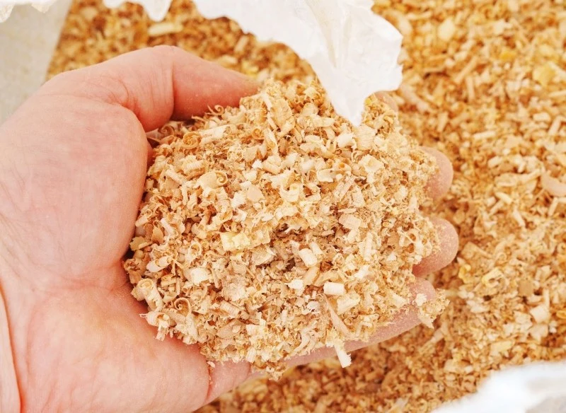 Uprawa ogórków w trocinach przyspiesza kiełkowanie nasion i zwiększa odporność roślin na choroby