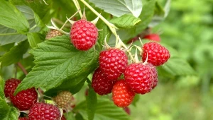 Rozsyp wokół krzaczków malin wczesną wiosną. W sezonie zbierzesz kosze pełne owoców