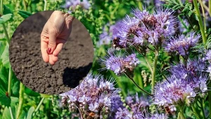 Termin siewu facelii błękitnej zależy m.in. od zamierzonego celu uprawy.