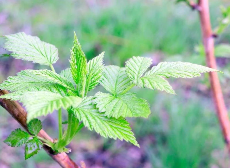 Nawożenie malin rozpoczynamy wczesną wiosną