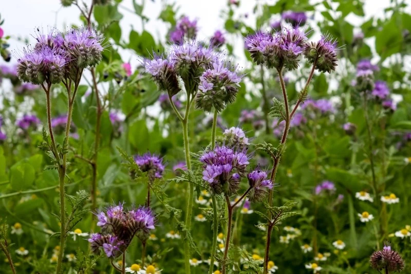 Facelia błękitna jest rośliną nie tylko efektowną, ale również bardzo pożyteczną