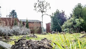 Krety i nornice to szkodni, które potrafią uprzykrzyć życie ogrodnikom. Można się ich pozbyć w naturalny sposób. For. lukassek