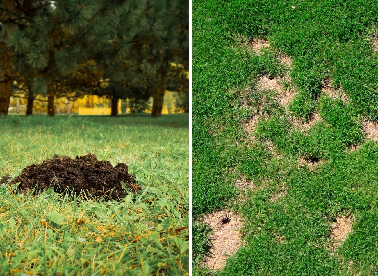 Kopiec ziemi świadczy o obecności kreta w ogrodzie, dziury w niej to robota nornicy