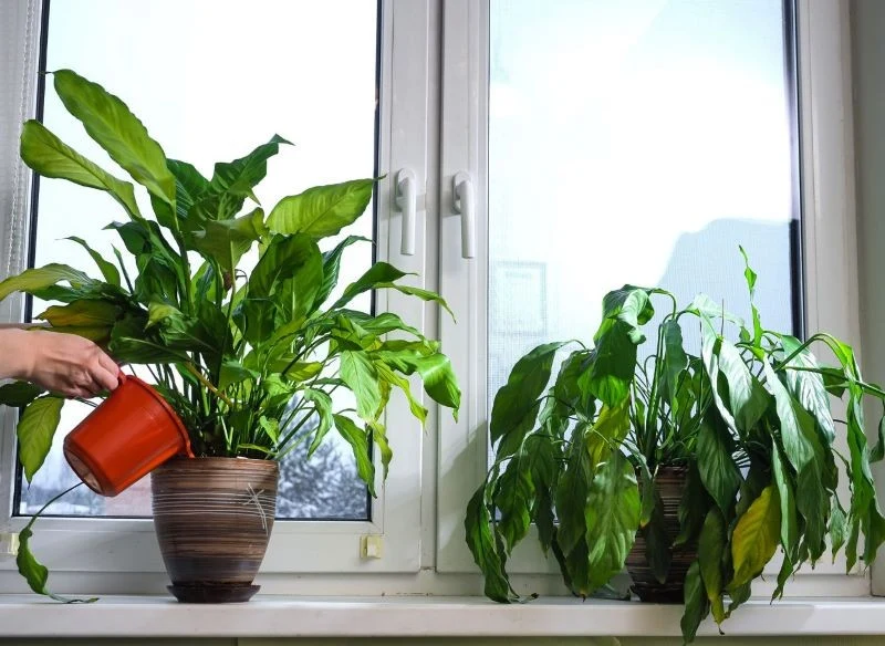 Skrzydłokwiat, który potrzebuje wody, wygląda mało atrakcyjnie