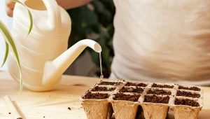 Jeśli twoje nasiona nie chcą kiełkować, przygotuj domowy preparat. Dzięki niemu szybko wzejdą.