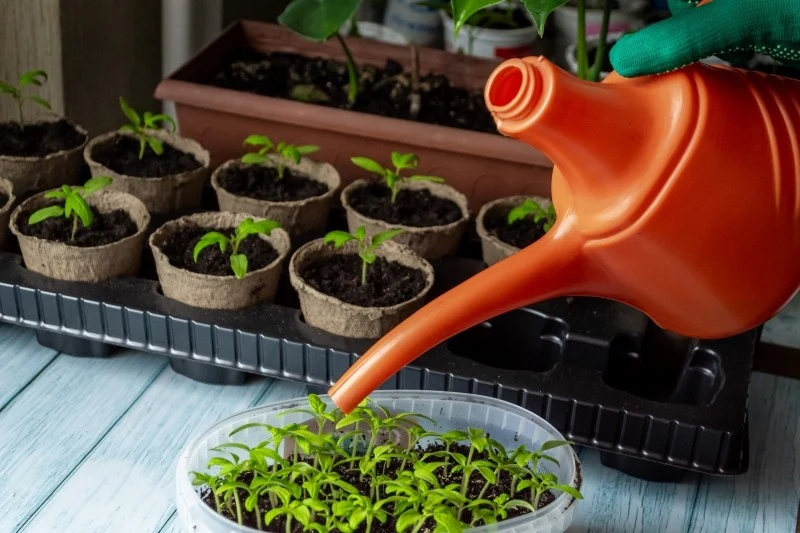 Nasiona nie chcą kiełkować z kilku powodów