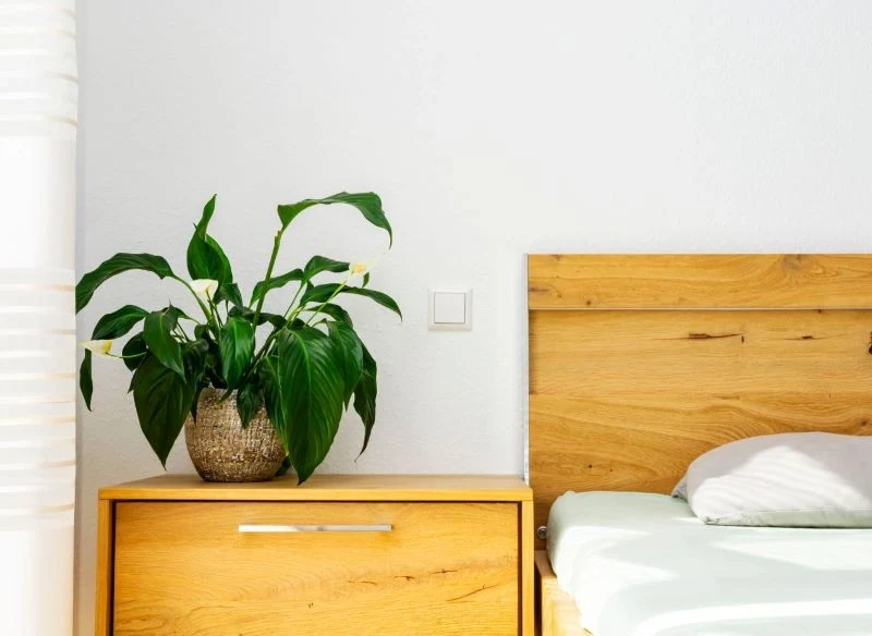 Pierwszym objawem przesuszenia podłoża jest opadanie liści skrzydłokwiatu