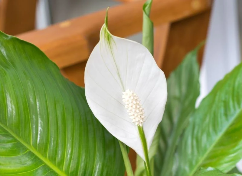 Systematycznie podlewany skrzydłokwiat wspaniale zakwita