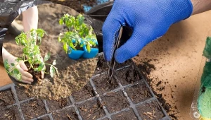O dobrą ziemię do pomidorów warto już zadbać na etapie siewu, aby młode sadzonki były silne i zdrowe.