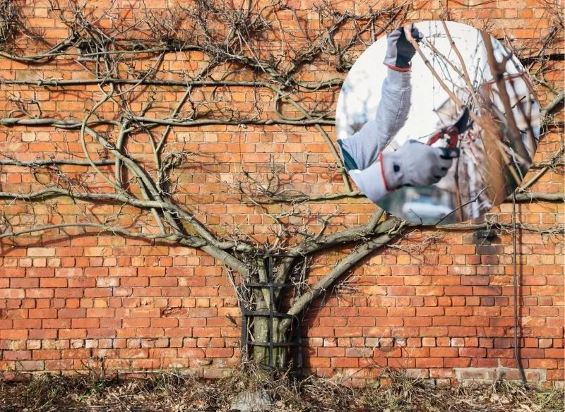 Glicynię przycinamy dwa razy w roku: wczesną wiosną i latem