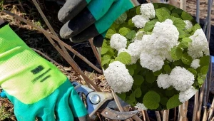 By hortensja Anabelle obficie kwitła, wymaga przycięcia. Najlepiej zrobić to wiosną. Fot. Natallia Ustsinava/123RF.com/CanvaPro