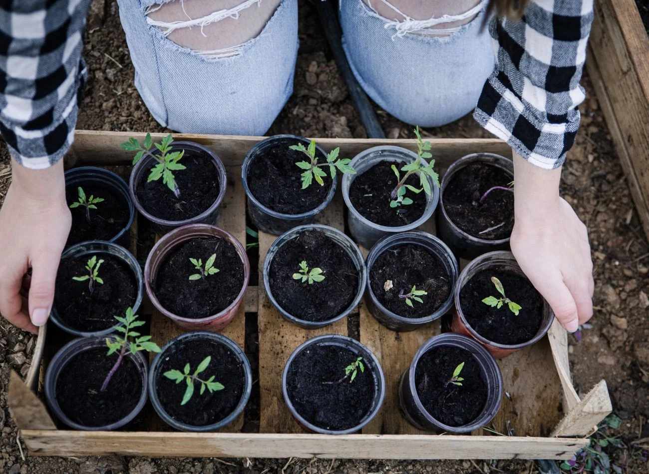 Dzięki odpowiednio przygotowanej ziemi pod uprawę pomidorów zapewnisz sobie obfite plony