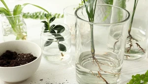 Domowy ukorzeniacz świetnie działa zarówno na rośliny pokojowe, jak i ogrodowe.