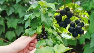 Oto najlepsze odmiany czarnej porzeczki, które są odporne na choroby i mróz, a ich owoce są duże i soczyste.