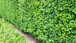 Jedną z najważniejszych czynności w uprawie bukszpanu jest jego regularne przycinanie. Kiedy i jak to robić?