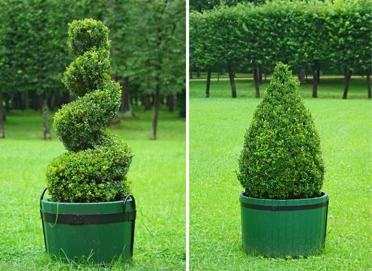 Bukszpan jest wdzięcznym krzewem do przycinania