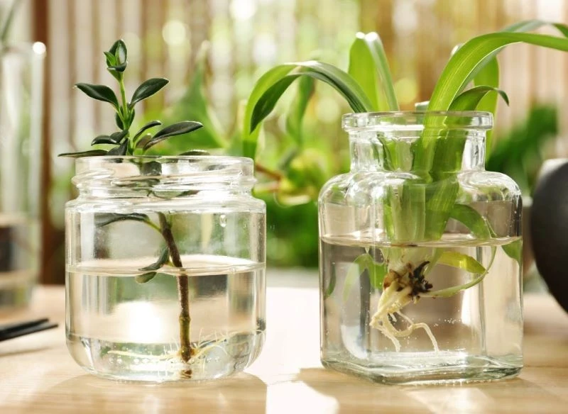 Ukorzeniacz na bazie octu jabłkowego działa na sadzonki niczym naturalny regulator wzrostu