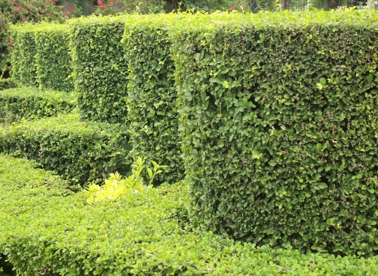 Przy przycinaniu żywopłotu z bukszpanu zalecany jest wybór kształtu trapezowego