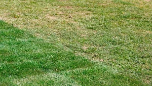 Założenie nowego trawnika w miejsce starego jest konieczne, gdy uszkodzenia są poważne lub obejmują większość murawy.