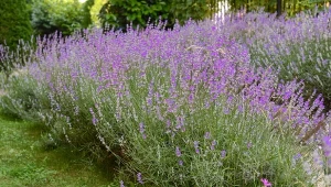 Samodzielne rozmnażanie lawendy jest łatwiejsze niż myślisz.