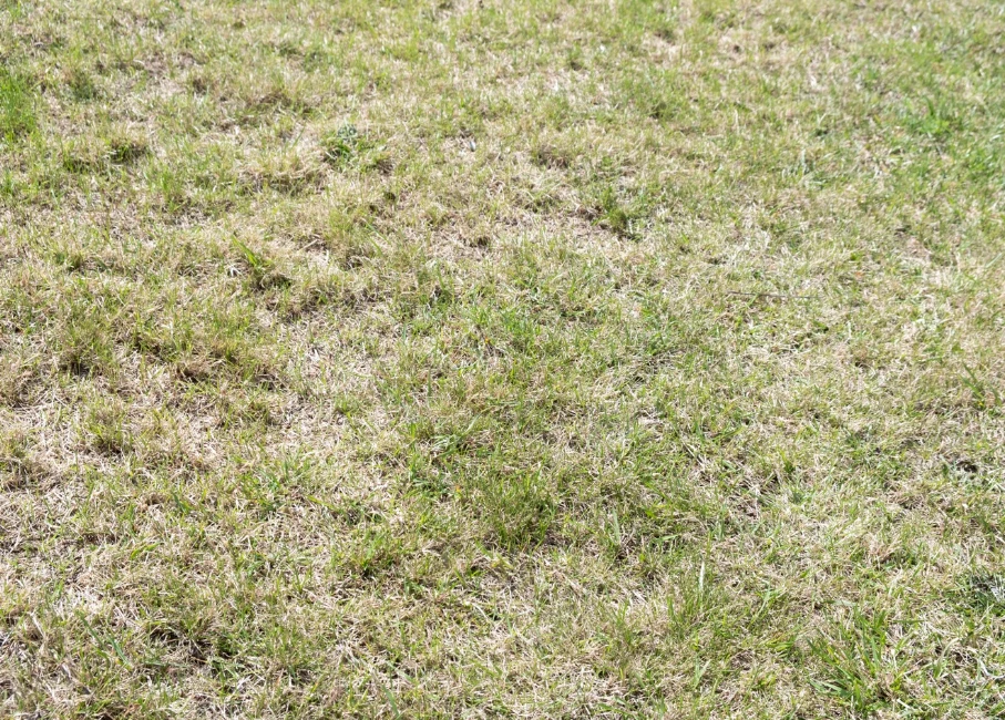 Likwidacja starego trawnika i założenie nowego często jest jedynym sposobem na odnowienie darni