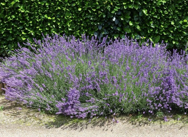 Sadzonki lawendy można mieć za darmo