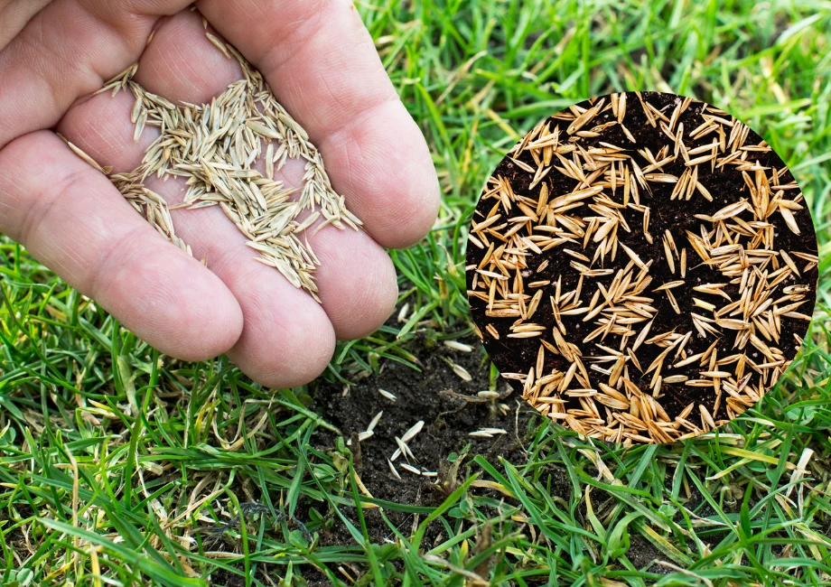 Nowy trawnik na starym możemy założyć zarówno z siewu, jak i z rolki