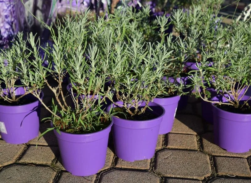 Sadzonki lawendy można kupić lub spróbować otrzymać je samodzielnie