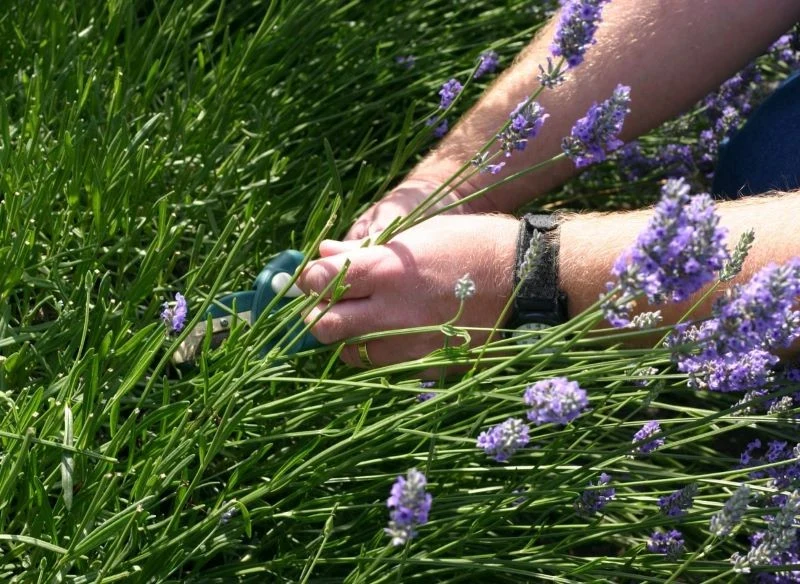 Na sadzonki pędowe przeznacz zdrowe i silne łodygi