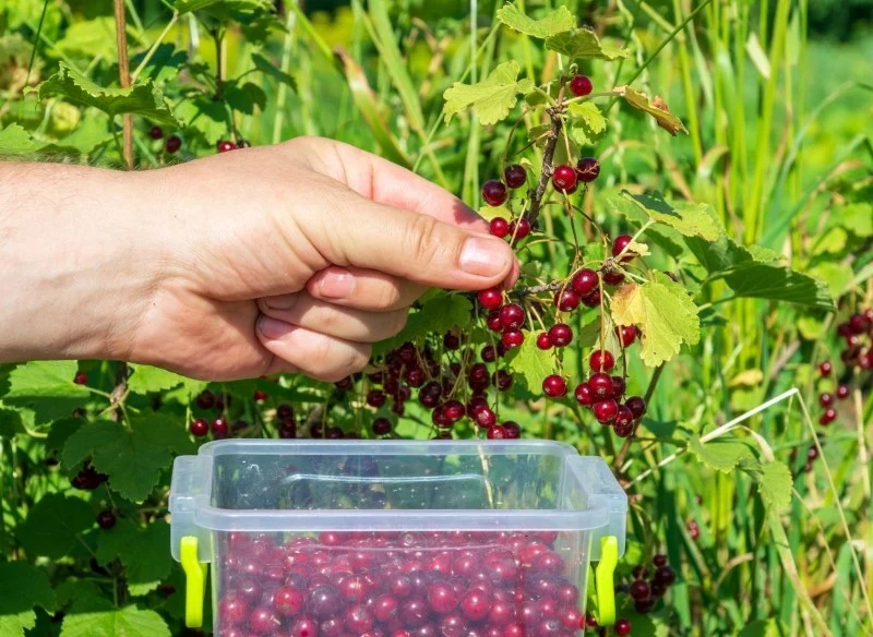 Nawożenie porzeczek można zacząć już w marcu