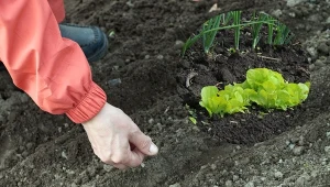 Podpowiadamy, jakie warzywa i kwiaty można wysiewać do gruntu jako pierwsze.