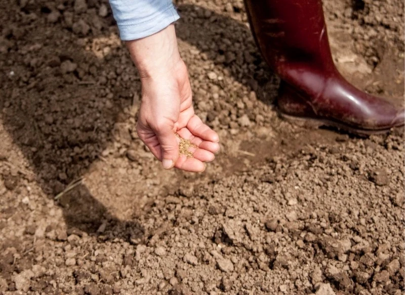 W marcu możemy wysiewać do gruntu niektóre warzywa i kwiaty