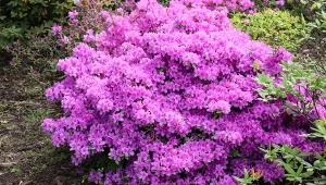 Chcesz, by azalia uginała się od kwiatów? Podczas wiosennej pielęgnacji nie zapomnij o oprysku na mszyce.