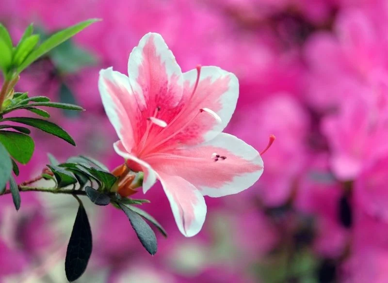 Wiosenna pielęgnacja azalii decyduje o jej późniejszym kwitnieniu