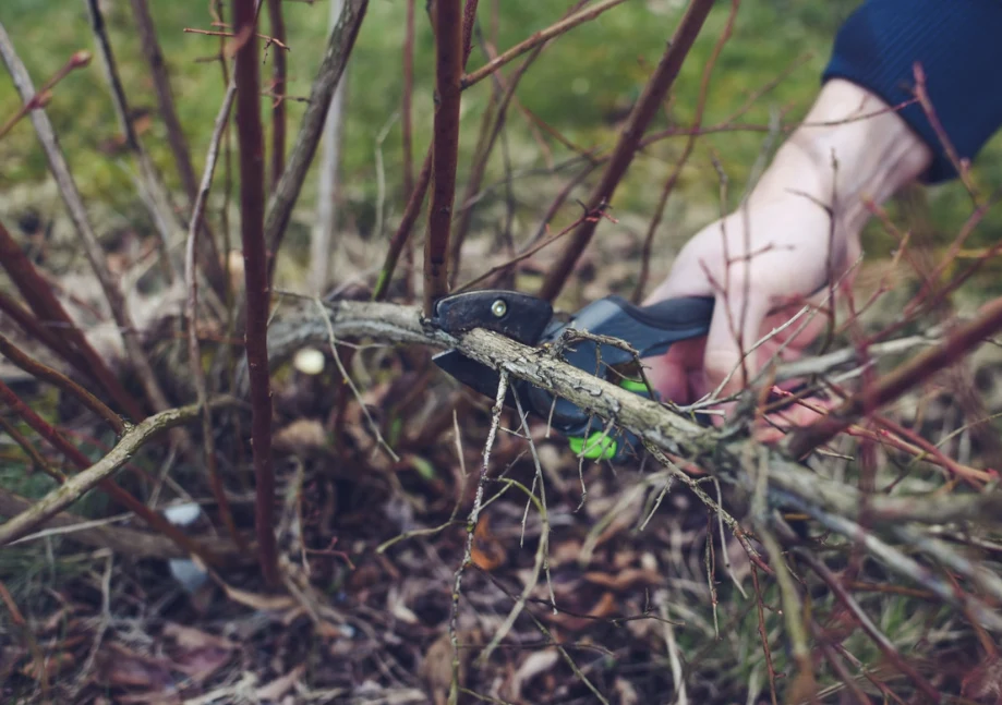 Borówkę amerykańską można ciąć w dwóch terminach
