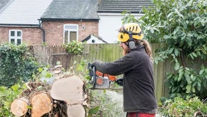 Co zrobić, jeśli po 1 marca, musisz wyciąć drzewo na swojej posesji. Czy też grozi za to grzywna?