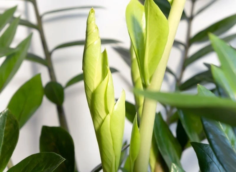 Jeśli chcesz, aby zamiokulkas zdrowo rósł, zadbaj o jego odpowiednie nawożenie