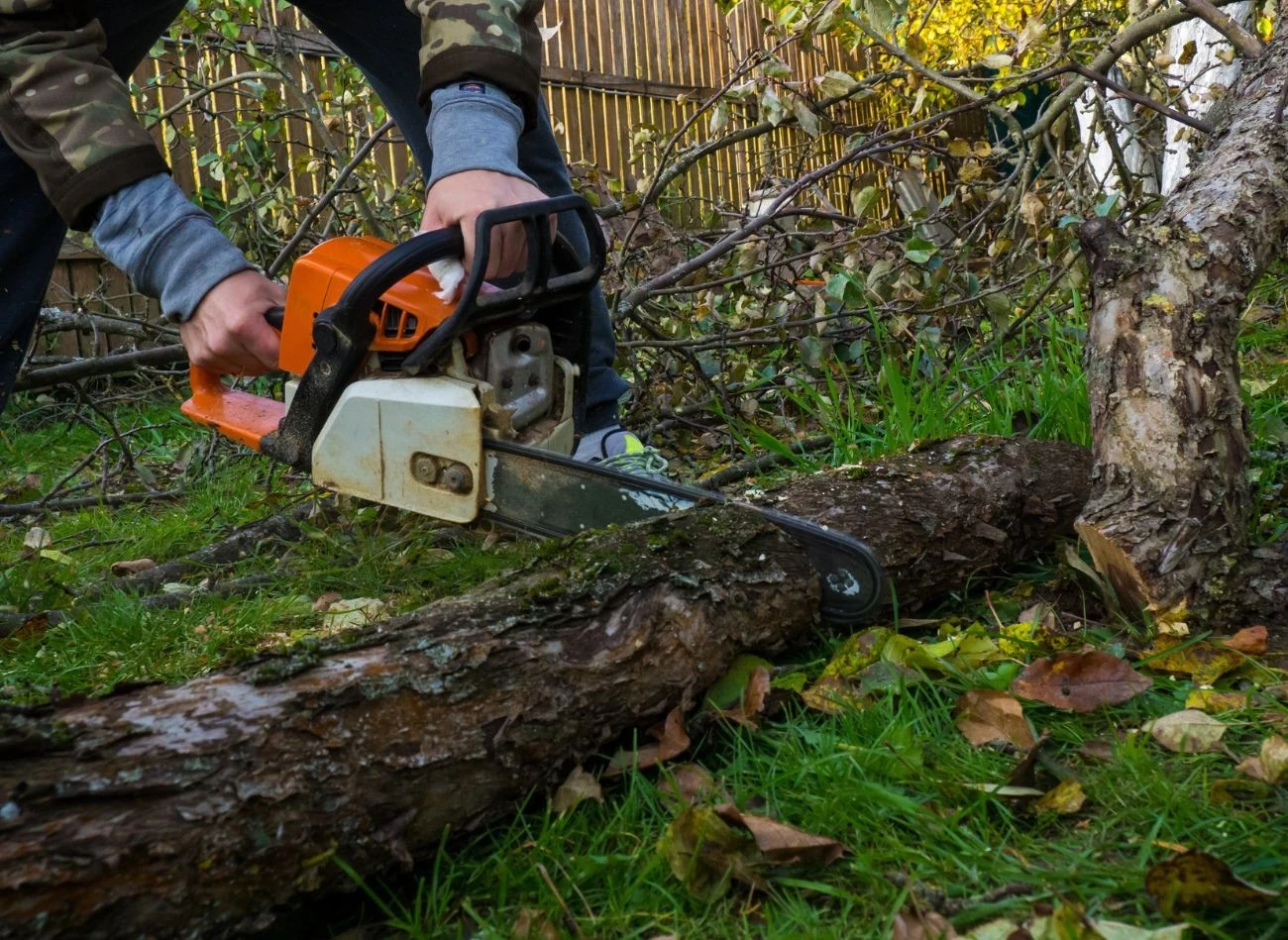 Kiedy można wycinać drzewa na działce