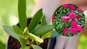 Jak rozmnożyć różanecznika, by w ogrodzie było ich więcej? Wykorzystaj metodę z ukorzeniaczem.