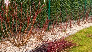 Niektóre gatunki derenia trzeba przycinać, inne zaś wcale tego nie potrzebują.