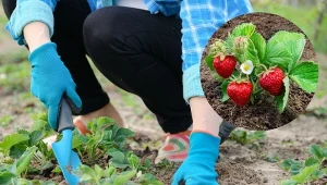 Wiosną o truskawki trzeba się dobrze zatroszczyć.