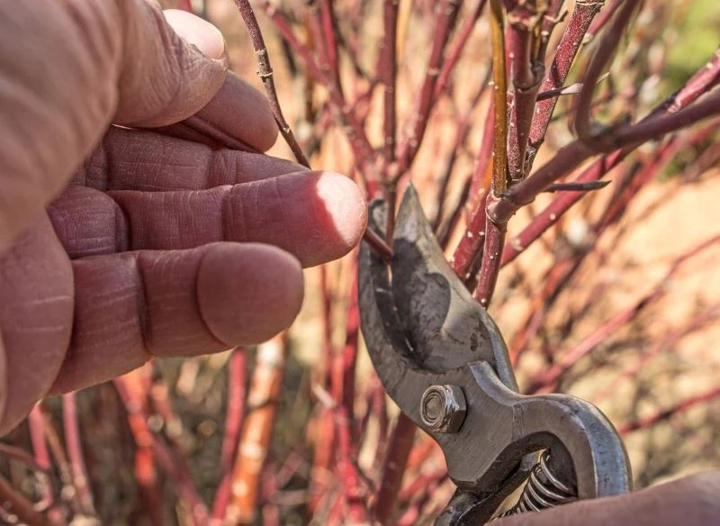 Derenie przycinamy wczesną wiosną