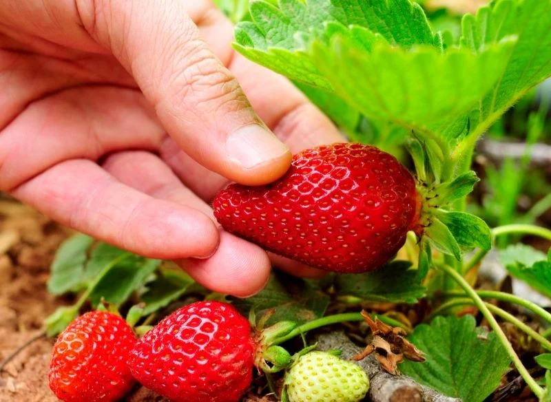 Pielęgnacja truskawek w kwadrze uprawy ma skutkować obfitym plonowaniem