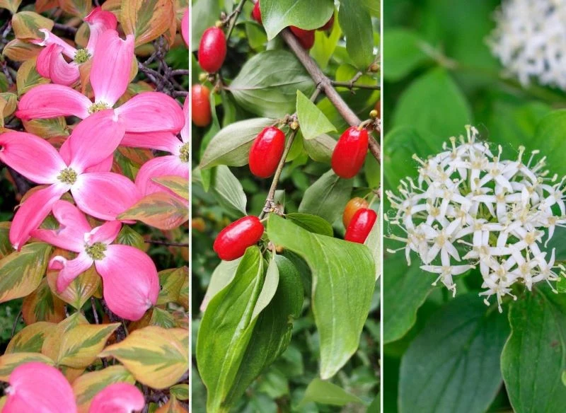 Derenie kwieciste, jadalne i świdwy wymagają przycinania