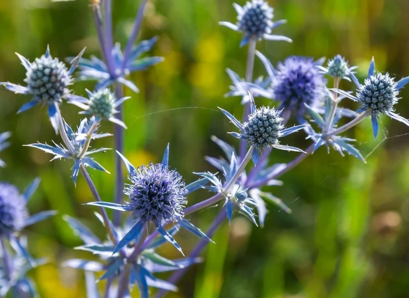 Mikołajek płaskolistny nie jest trudny w uprawie