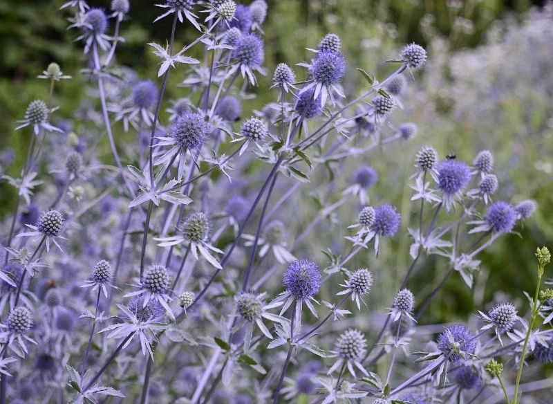 Mikołajek płaskolistny najlepiej rośnie w miejscach dobrze nasłonecznionych