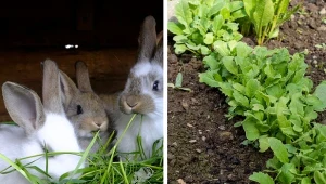 Obornik – bogactwo dla upraw w ogrodzie może i ma specyficzny zapach, ale nie sposób odmówić mu wartości odżywczych dla roślin i gleby. Fot. animaflorapicsstock/