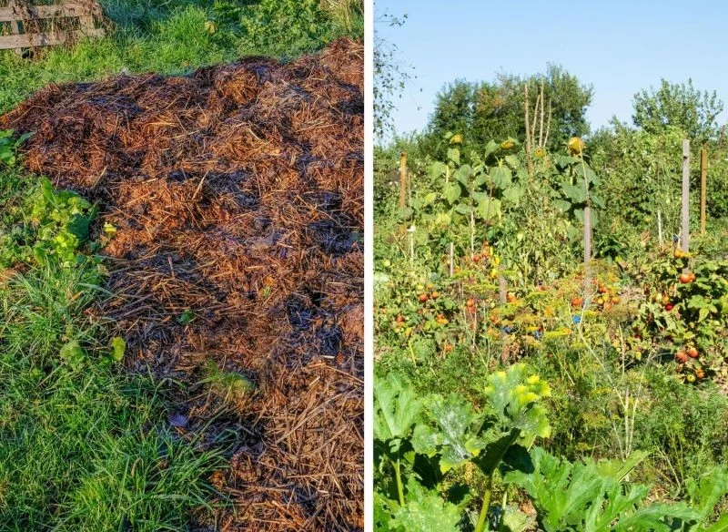 Nasi dziadkowie podrzucali obornik koński na grządki przygotowane pod uprawy - rośliny dostawały prawdziwego, odżywczego kopa, a ziemia była pełna ...