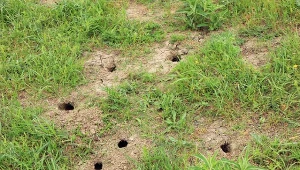 Krety i nornice wyrządzają w ogrodach poważne szkody.