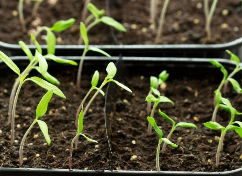 Sadzonki wymagają zapewniania optymalnych warunków do prawidłowego wzrostu i rozwoju